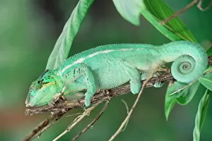Shrub Collection: Panther chameleon on a branch
