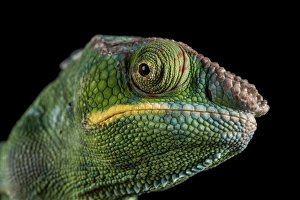 Green Colour Prints: Panther Chameleon (Furcifer Pardalis), captive, Madagascar, Africa