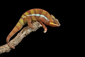 Panther Chameleon (Furcifer Pardalis), captive, Madagascar, Africa