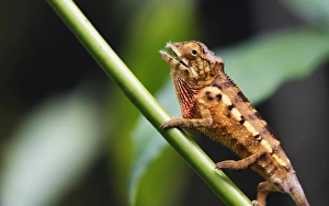 Panther chameleon (Furcifer pardalis), Ivoloina Zoological Park, Tamatave, Madagascar