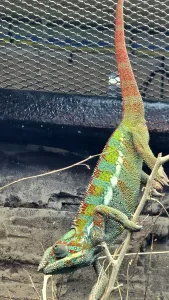 Reptilian Prints: Panther Chameleon, London Zoo, United Kingdom