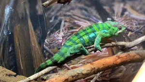Aquarium Prints: Panthers Chameleon, Tampa Aquarium, United States of America