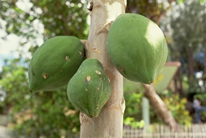 Papaya fruit on tree, Bohol, Philippines, Southeast Asia, Asia Papaya fruit on tree, Bohol, Philippines, Southeast Asia, Asia