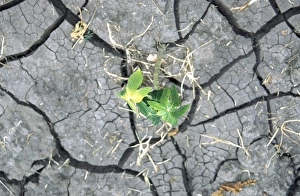 Fragile Prints: Papaya plant in sunbaked soil, Sekota, Ethiopia, Africa