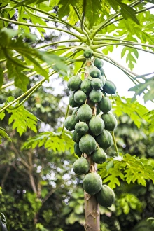 Papaya tree, Amazon Rainforest, Coca, Ecuador, South America