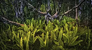 Fern Prints: Paper bark (Melaleuca quinquenervia) cajeput tree forest