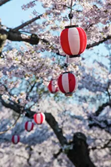 Foreground Focus Gallery: Paper lanterns hanging in the blooming cherry trees, Fort Goryokaku, Hakodate, Hokkaido