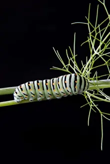Black Background Prints: Papilio machaon larva, butterfly of the family Papilionidae, Italy, Europe