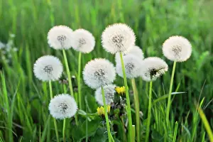 Photosynthesis Prints: Pappus (seed head) (dandelion clocks) of Taraxacum (Dandelion), France, Europe