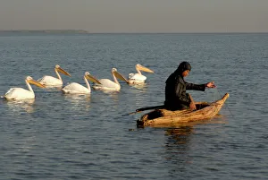 Fishing Prints: Papyrus boat, fisherman, pelicans, Lake Tana, Ethiopia, Africa