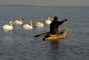 Papyrus boat, fisherman, pelicans, Lake Tana, Ethiopia, Africa
