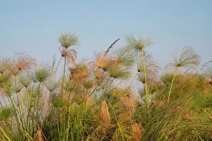 Papyrus Prints: Papyrus (Papyrus sp), Okavango Delta, Botswana, Africa