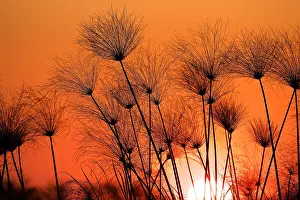 Papyrus Prints: Papyrus sedge, Cyperus papyrus, sillhouetted at sunset, Chobe National Park, Botswana