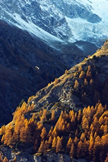 Autumnal Scene Prints: A paraglider flying in autumn, Zermatt, Valais, Swiss Alps, Switzerland, Europe