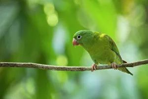 Sarapiqui Prints: Parakeet, Sarapiqui, Costa Rica, Central America