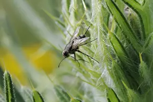 Invertebrate Prints: Parasite fly or Tachinid fly (Prosena siberita) with long proboscis, Wiltshire, England