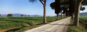 Grosseto Prints: Parasol prines and cypress trees
