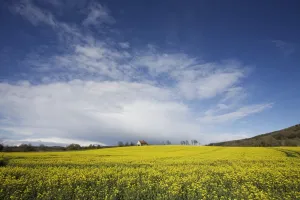 Parish Prints: Parish church in field of rape