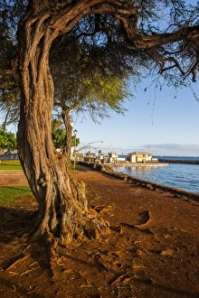 Roots Prints: Park on the coast of Lahaina, Maui, Hawaii, United States of America, Pacific