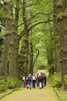 Back Pack Prints: Parque Terra Nostra in Furnas, San Miguel, Azores, Portugal, Europe