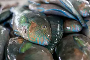 Sabah Prints: Parrotfish (Scaridae) an important herbivore in the coral reef ecosystem