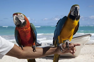 Bright Color Prints: Two parrots, Bavaro Beach, Punta Cana, Dominican Republic, West Indies