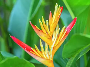 Rainforests Prints: A parrot's beak heliconia (Heliconia psittacorum) growing in the rainforest at Playa Blanca