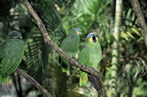 Roosting Prints: Parrots as house pets at local restaurant