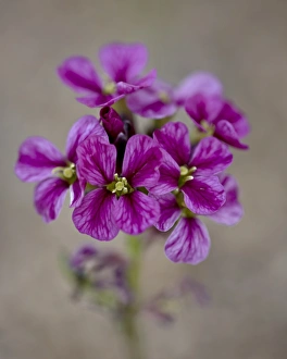 Mount Evans Prints: Parrys primrose (Primula parryi), Mount Evans, Colorado, United States of America