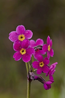 National Forest Prints: Parrys primrose (Primula parryi)