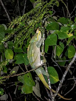 Lizard Prints: Parsons chameleon climbs on branches in a lush environment at Ranomafana Botanical Gardens in Madagascar