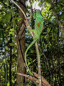 Loss Prints: Parsons chameleon climbs tree in Madagascar forest near Mantadia Lodge