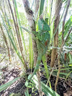 Lizard Prints: Parsons chameleon climbs tree in Ranomafana Botanical Gardens in Madagascar during daytime