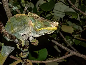 Nighttime Prints: Parsons chameleon displays unique colors while resting on a branch at night in Madagascar