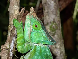 Lizard Prints: Parsons chameleon resting on a branch in Madagascar rainforest