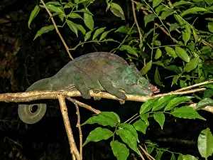 Nocturnal Prints: Parsons chameleon resting on a branch in Madagascar's forest during the night near Mantadia Lodge