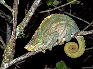 Lizard Prints: Parsons chameleon resting on a branch in Madagascar's rainforest at night
