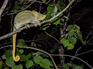 Lizard Prints: Parsons chameleon resting on a branch in Ranomafana Botanical Gardens