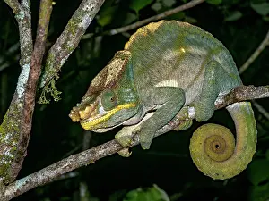 Lizard Prints: Parsons chameleon resting on a branch at Ranomafana Botanical Gardens in Madagascar during night