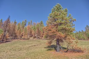 Health Prints: Partially burned trees from the Dragon Bravo Wildfire in Grand Canyon North Rim Arizona during 2025