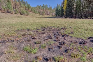 Meadow Prints: Partially scorched grass in a meadow at Grand Canyon North Rim from the Dragon Bravo Wildfire in Arizona during 2025