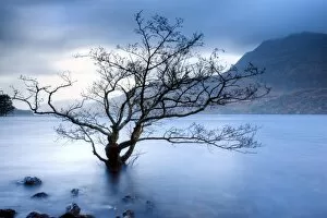 Images Dated 2nd November 2010: Partially submerged tree in Loch Maree on a stormy day, near Poolewe, Achnasheen