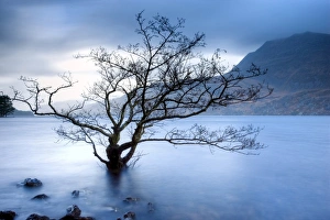 Loch Maree Prints: Partially submerged tree in Loch Maree on a stormy day, near Poolewe, Achnasheen
