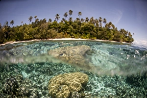 Solomon Islands Prints: Partially submerged view of shoreline with palm trees, Solomon Islands, Pacific
