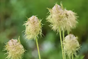 Seasonal Changes Prints: Pasqueflower seedheads (Anemone occidentalis) in its subalpine environment