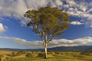 Pasture, Bega, New South Wales, Australia, Pacific