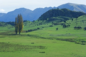 Central Otago Prints: Pasture, Wanaka