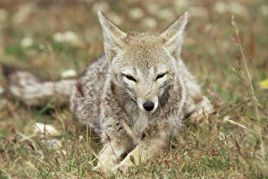 Wolf Prints: Patagonian grey fox (Dusicyon griseus griseus), Torres del Paine National Park