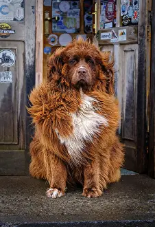 Canine Prints: Patagonian mountain dog outside cafeteria near Torres del Paine National Park
