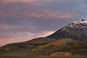 Aspens Prints: Patches of yellow aspens in the fall under pink clouds